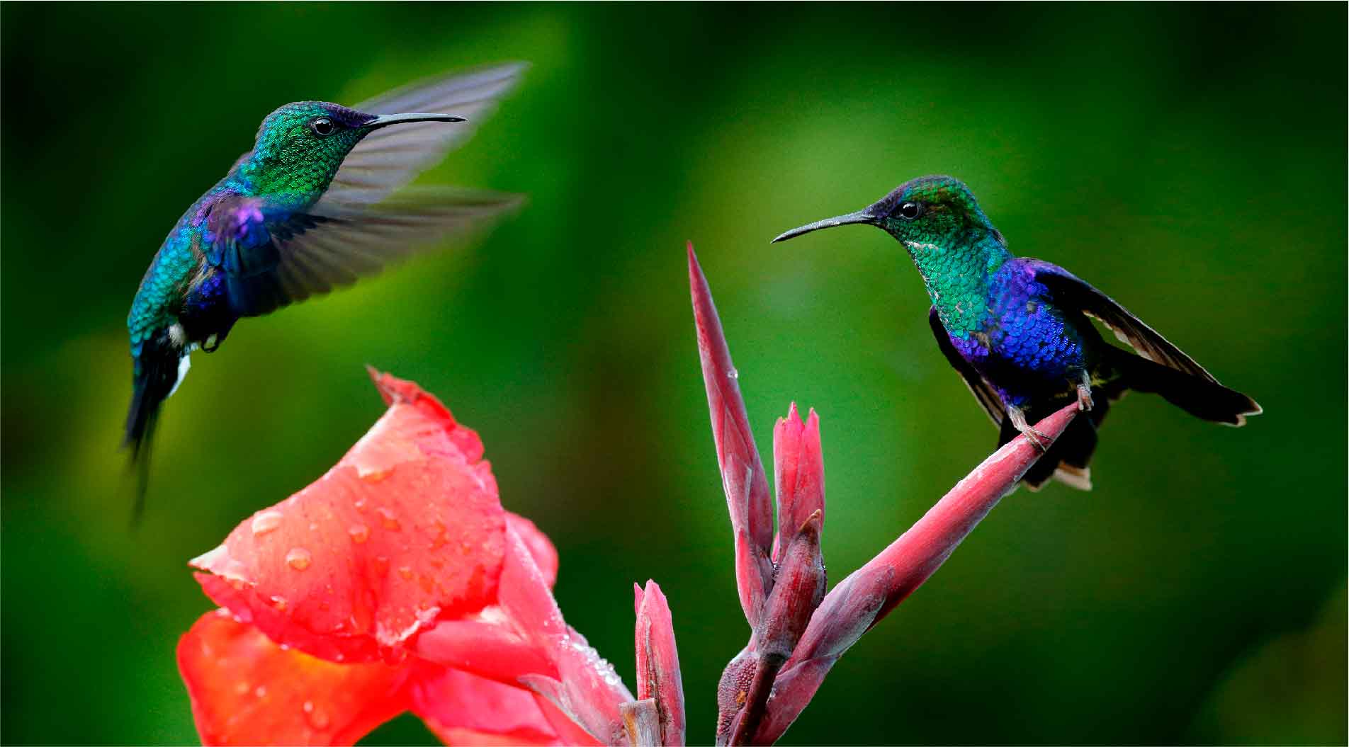 Banner 4 Avistamiento de Aves Landing Page Dic. 26 de 2022